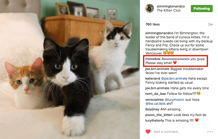 Котики два